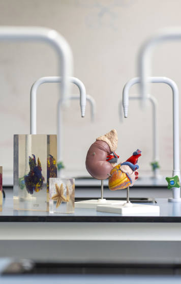 A science laboratory workstation with a microscope, anatomical models of a kidney and heart, and several biological specimens in resin blocks arranged on the bench. A science laboratory workstation with a microscope, anatomical models of a kidney and heart, and several biological specimens in resin blocks arranged on the bench.